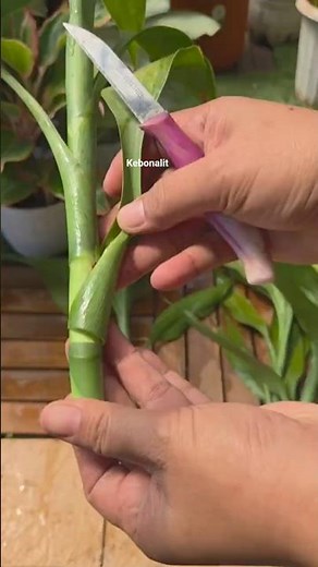 Simple Trick for Fast Bamboo Propagation! 🌿⚡