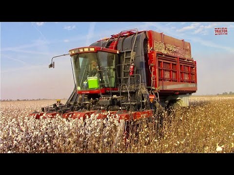 COTTON HARVEST Case IH CPX620 Cotton Express