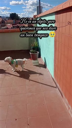 #carnaval #bolivia🇧🇴