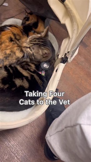 How old is Princess? 😂 | Dontstopmeowing