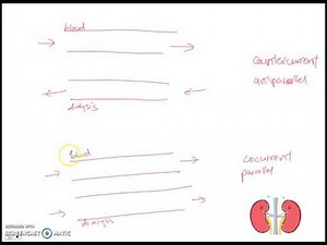 What is countercurrent exchange? (Dialysis machine)