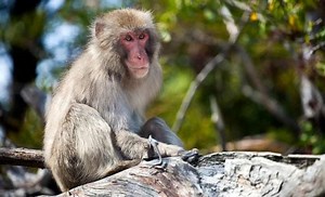 “Monkeybolt”: el mono que se hizo viral por su peculiar forma de correr