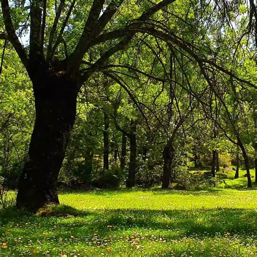 🌞 Happy Dreamy Morning 🌳🌞Feel Good Forest Ambience & Birds for your Morning Routine | New Video