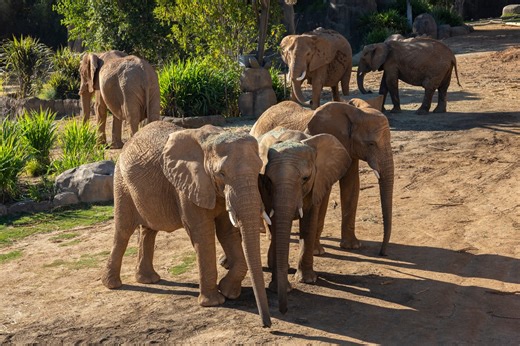 San Diego Zoo Safari Park’s Elephant Valley to open in 2026