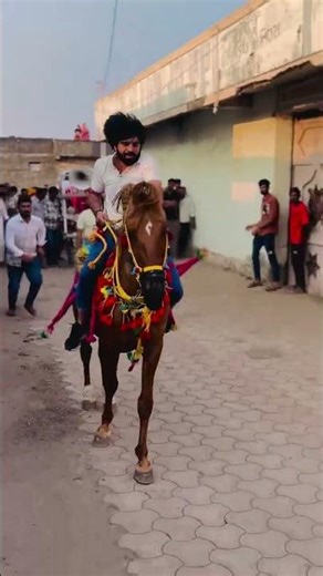 ghodi 😈🐎❤️‍🔥 kathiyavadi horse lovers 😍