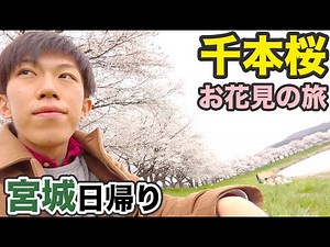 [Miyagi Prefecture] I went to a famous cherry blossom spot in Tohoku on the Tohoku Shinkansen [Su...