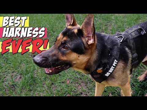 The BEST tactical Harness for German Shepherds | K9 Tactical Gear Reviewed