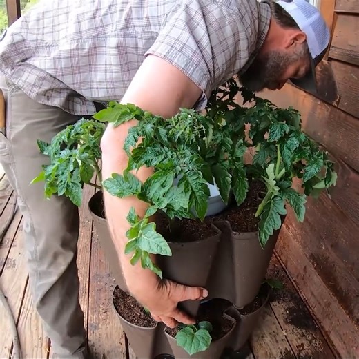 How to Grow Crops When You Have a Small Space | Homesteading Family