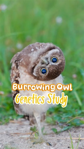 Burrowing Owl Genetics Study 🦉 Today at the South Florida Wildlife Center, we drew blood from one of our Burrowing Owl patients as part of a genetics study with our partners at Project Perch. This organization is a local non-profit dedicated to Burrowing Owl Conservation. This research helps protect the species through genetic insights, while Project Perch also supports nesting site creation and the release of rehabilitated owls back into the wild. Shoutout to Kayla, our veterinary extern, who 