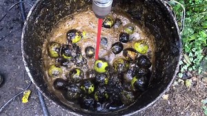 Processing Walnuts, Picking, Husking, Stratifying And Planting