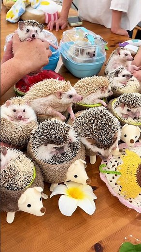 ハリネズミ親子の保護 #動物 #野生動物保護 #動物保護 #かわいい #ハリネズミ