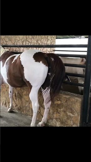 How to Breed Quality Horses Tips#ArabianHorse#FriesianHorse#Thoroughbred#HorseTraining#HorseLife