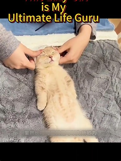 Life Lessons from a Professional Napper #CatLife #WholesomeContent #StrayCatRescue #PetStory #ChillVibes #CatLovers #AnimalHealing #LifePhilosophy #FunnyCats #Heartwarming