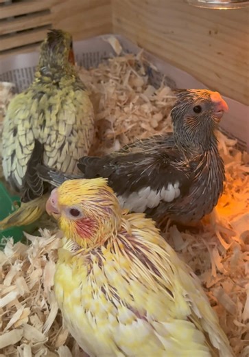 Caring for Baby Cockatiels: Essential Tips