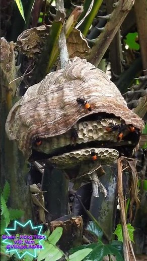 Building a Fortress: The Insane Way a Giant Hornet Makes Its Nest! 🛠️🐝#AmazingNature #HornetNest