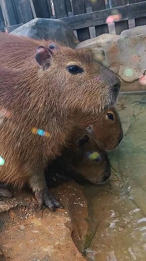 Capybara! #capibarapeluche #capybaralovers #funnyreels #icecream #niceday #capybara #capibarafest #capibara #capibaras | El Club del Capybara