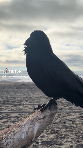 Ravens Ocean Beach San Francisco #nature #birdsoftiktok #birdtok #corvids #ravens