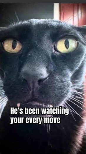Don’t look up #larry #catmemes