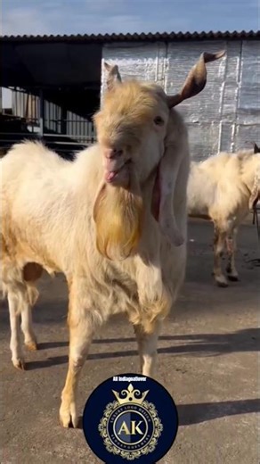 mashallah most beautiful 😍bakra 🥰