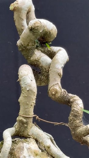 Amazing, Beautiful Tree Artwork