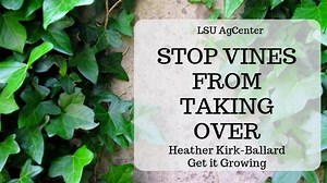 4K views · 37 reactions | Some vines can add a nice touch to your landscape. But they can easily become entangled and take over other plants. On this edition of Get It Growing, LSU AgCenter horticulturist Heather Kirk-Ballard demonstrates how to remove vines that are to taking over your yard. (Runtime: 1:29) | LSU AgCenter | Facebook