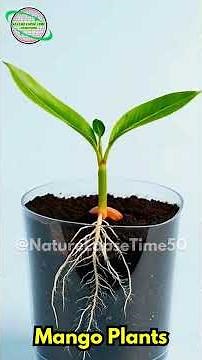 Mango Life Cycle: Seed to Flower Time Lapse | Incredible Root Growth in a Transparent Pot! 🥭🌱