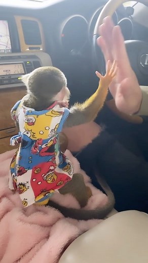 リスザルPiPi🐒💛 on Instagram: "今日も激可愛いのを投下💣❤️ 👨🏽「ぴータッチ♡」 🐵「 、、、、(ちょこん。) 」 そっぽ向きながらタッチ✋✋笑 ツンデレなの？🥹💕💕 #リスザル#コモンリスザル#リスザルベビー#ピピちゃん#pipi#赤ちゃん#エキゾチックアニマル#リスザルのいる生活#ペットのいる暮らし#猿好きな人と繋がりたい#monkey#squirrelmonkey#baby"