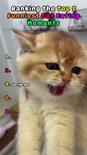 Ultimate Cat Eating Funnies