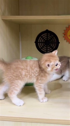 Two Tiny White Kittens Chasing a Feather Wand in the Cattery 🐾 Cute Kitten Playtime