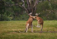 Competition ( Read ) | Biology