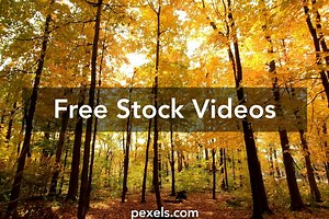 Autumn Background Videos, Download The BEST Free 4k Stock Video Footage & Autumn Background HD Video Clips