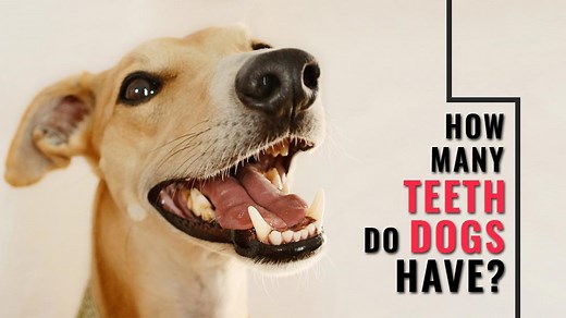 How Many Teeth Do Dogs Have? All Dog Dental Questions Answered