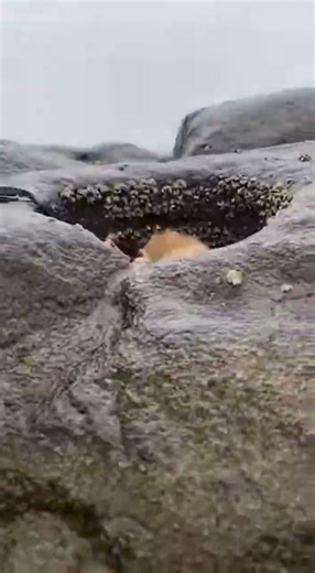 Moray Eel Pulls Puppy Into Hole! 😱 #shocking #Shorts