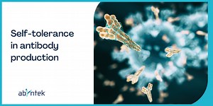 self-tolerance in antibody production | ABYNTEK BIOPHARMA