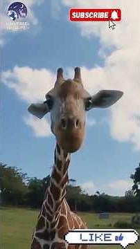 Giraffe Mating Behavior: Understanding the Pee Test Ritual #giraffe #shorts