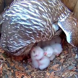 Smiley little cotton-balls