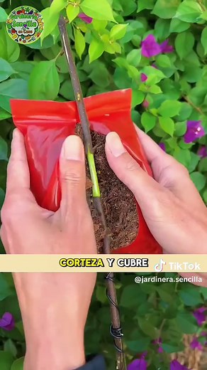 Método Práctico para Lucir Espectacular con Bugambilia