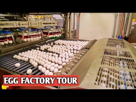 Egg Factory tour 2022 | Egg production line