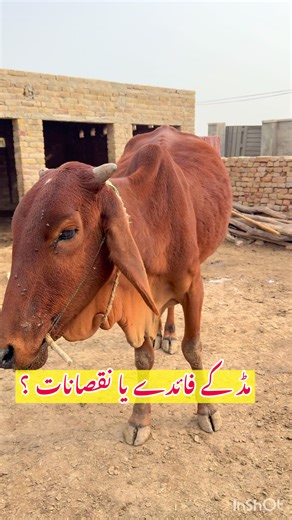 Exploring the Benefits of Mud Use in Skincare