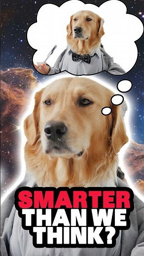 Do Animals Have Consciousness?