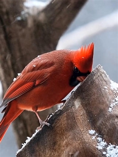 A flash of red, a sign of love never gone. #cardinal #fblifestyle #birdlovers #birdlife #cardinalbeauty | Cardinal Bird Community