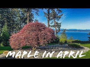 Pruning a large Japanese Laceleaf Maple in the middle of April - Before and After