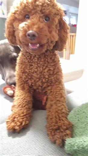 Lustige Hundemomente auf TikTok
