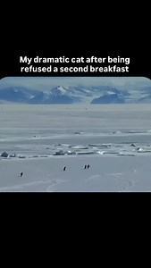 Getting in on the penguin trend 🐧 The “Nihilist Penguin” is a viral cultural icon originating from Werner Herzog’s 2007 documentary Encounters at the End of the World, depicting a lone penguin abandoning its colony to walk inland toward certain death in the mountains. It symbolizes existentialism, the absurdity of life, and modern burnout, representing a, quiet rebellion against societal conformity. | purrfectinfluencer