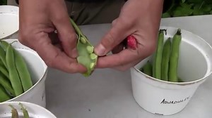 Types of String Beans You Can Grow: Best Varieties - Grower Today