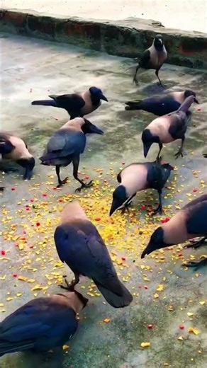 “Crow Eating Festival 😄” #crow #birds short