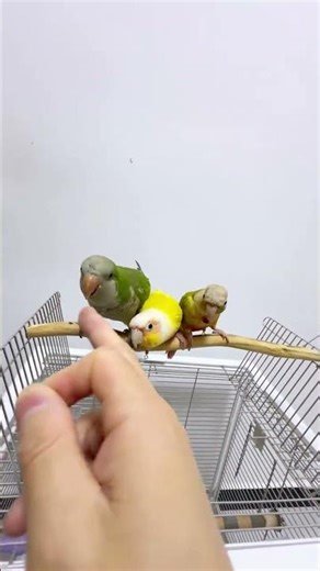 The Chatterbox Parrot: Monk Parrots Speak