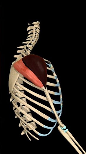 Deltoid Muscle Action: Humerus Extension |