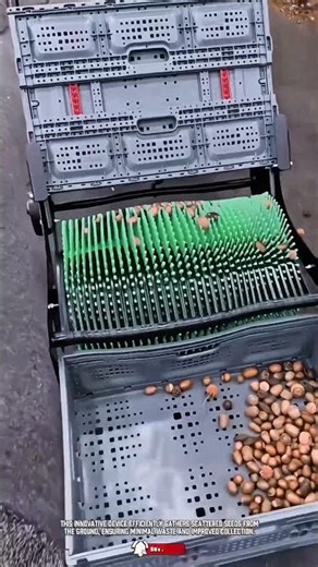 Practical collecting tool for fast and easy gathering #shorts #tools #innovation