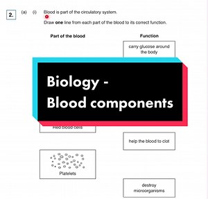 Understanding Blood Components: Platelets, Plasma, and More